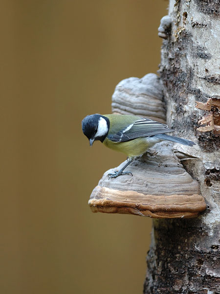 Talitiainen, Great Tit, Parus major
